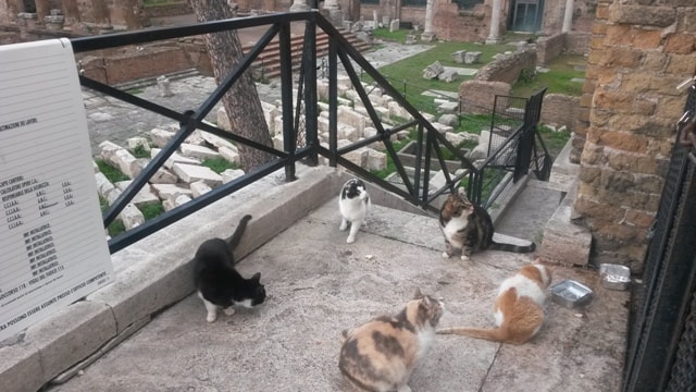 Cats in Largo di Torre Argentina