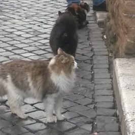 Free cats in Largo di Torre Argentina