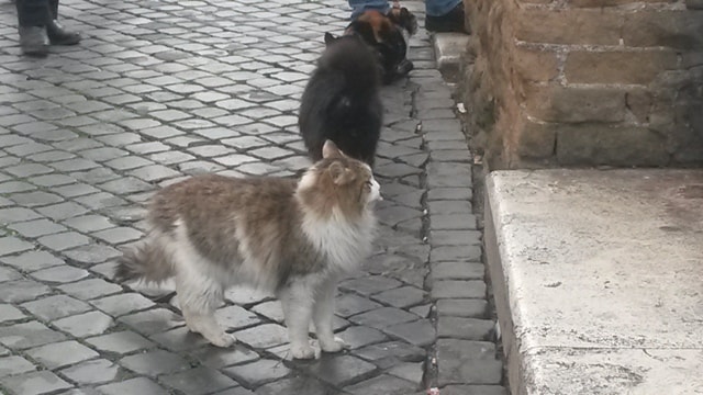 Free cats in Largo di Torre Argentina