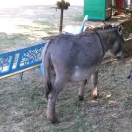 Mom donkey and her puppy Casale sul Fiume Treja