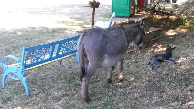 Holiday farm for children near Rome: Il Casale sul Fiume Treja