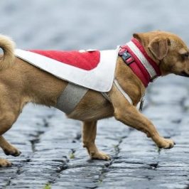 Il cane Briciola mascotte dei carabinieri